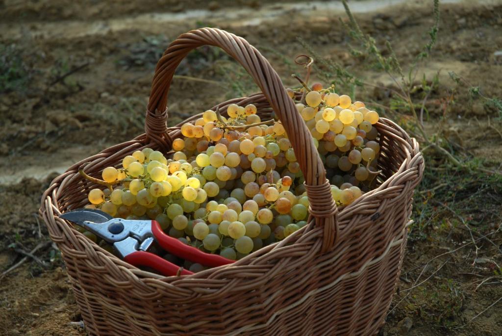 B&B Il Poggio Di Gavi Εξωτερικό φωτογραφία